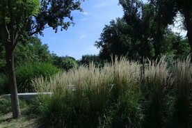 公园风景
