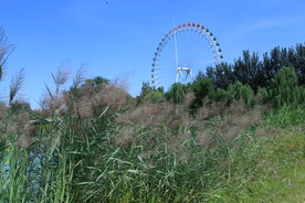 公园风景  