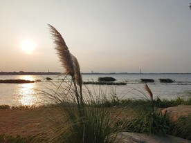 湖边芒草