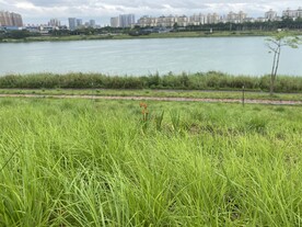 江边