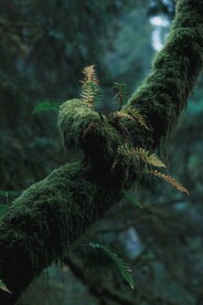 寄生的植物素材
