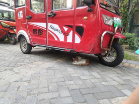 三轮车下睡觉的猫咪