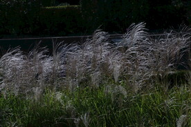 芒草风景