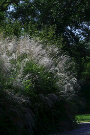 芒草风景