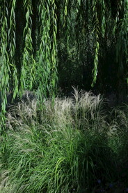 芒草风景 