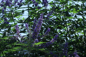 穗花牡荆 