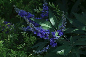穗花牡荆 