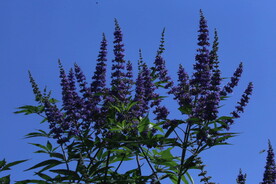 穗花牡荆 
