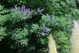 穗花牡荆