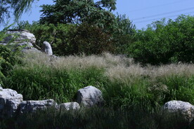 芒草风景
