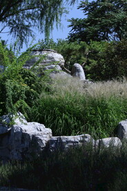 芒草风景