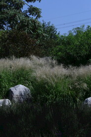 芒草风景