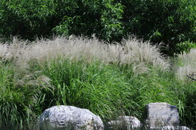 芒草风景 