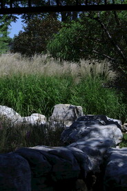 芒草风景