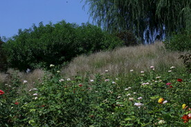芒草风景 