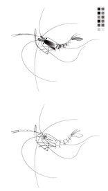 国画虾矢量版