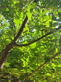 樱花树