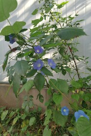 牵牛花