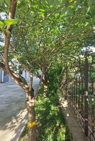樱花树