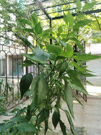 辣椒