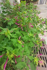 紫茉莉 