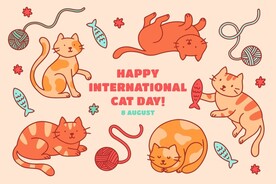 卡通猫