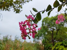 红色紫薇花