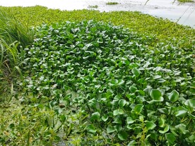 水葫芦凤眼莲