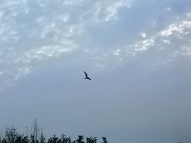 飞鸟掠过云彩