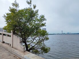 桥边的树