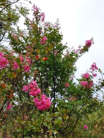 紫薇花开