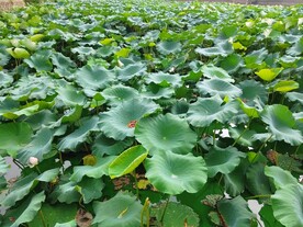 荷花池塘深处