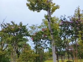紫薇树开花