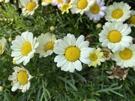 白色小菊花