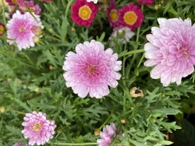 粉色小菊花