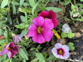 玫红色花朵 