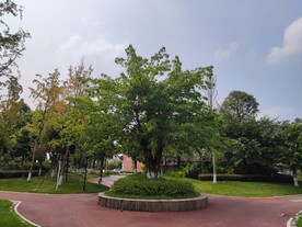 黄葛树