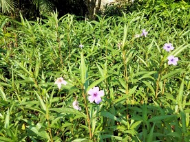 兰花草