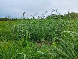 芦苇丛草丛