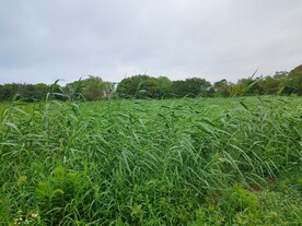 芦苇丛 