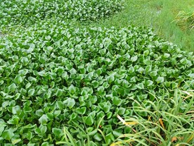 水葫芦凤眼莲绿植