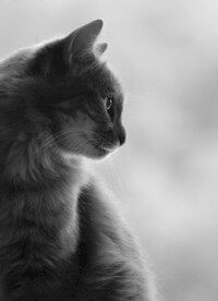 猫 