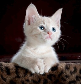 猫 