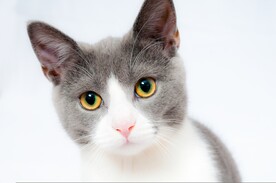 猫 