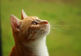 猫 