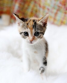 猫 