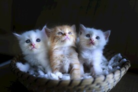 猫 