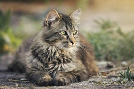 猫