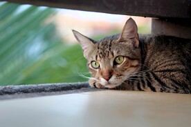 猫 