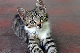 猫 